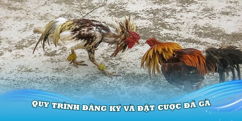 Quy trình đăng ký cùng tham gia đặt cược đá gà tại 23WIN