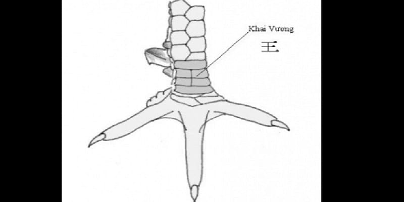 Đặc điểm chỉ có ở vảy gà khai vương cần chú ý