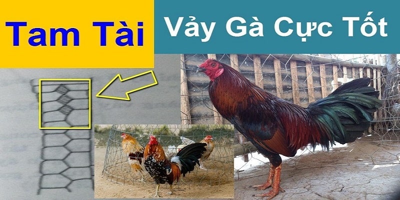 Giải đáp vảy gà tam tài là gì