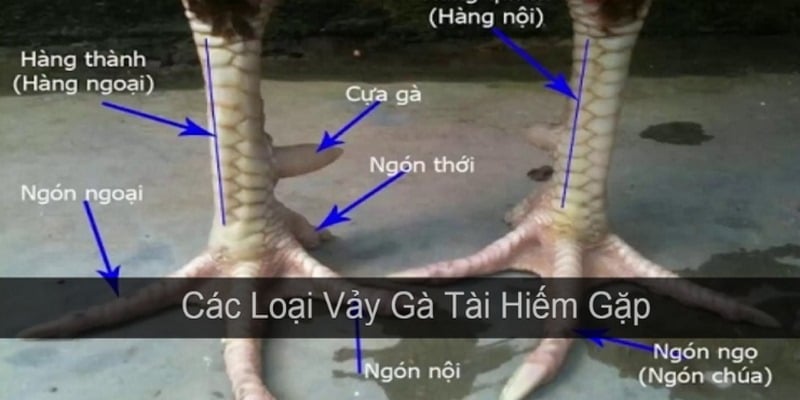 Lưu ý khi chọn gà