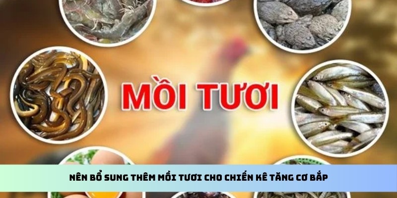 Nên bổ sung thêm mồi tươi cho chiến kê tăng cơ bắp