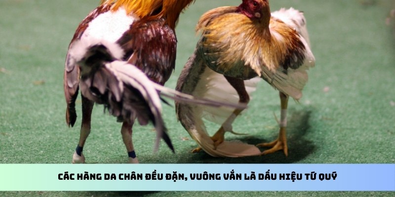 Các hàng da chân đều đặn, vuông vắn là dấu hiệu tứ quý