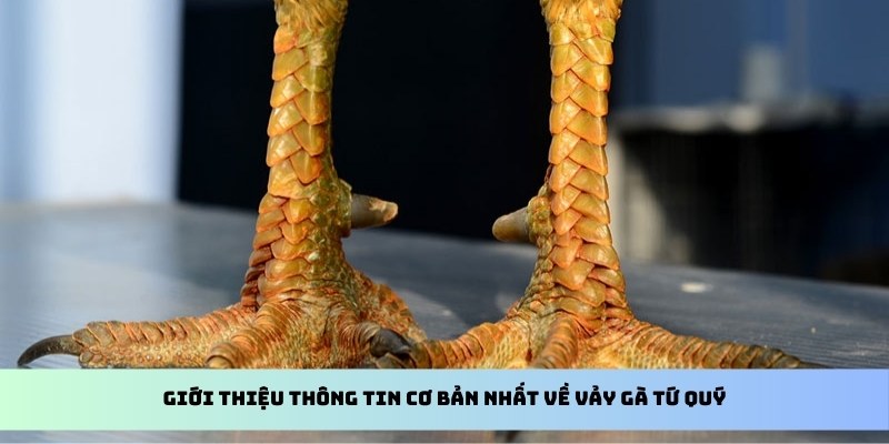 Giới thiệu thông tin cơ bản nhất về vảy gà tứ quý