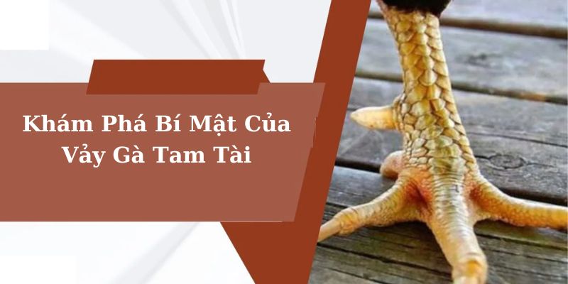 Vảy Gà Tam Tài - Bí Quyết Nhận Biết Chiến Kê Dũng Mãnh