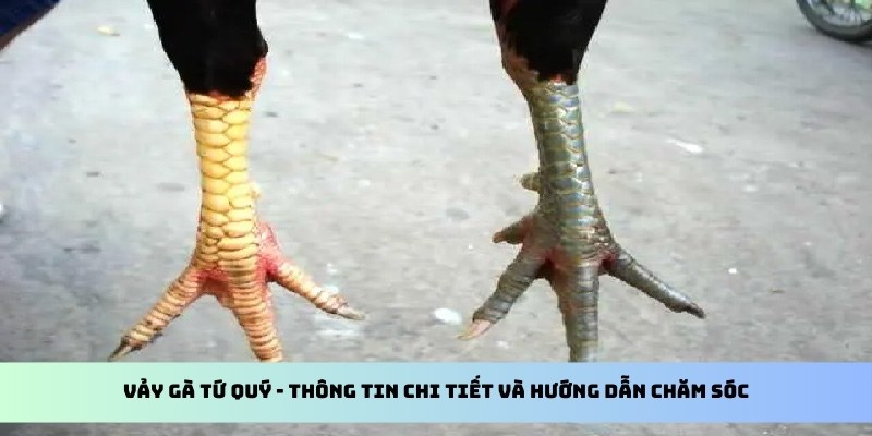 Vảy Gà Tứ Quý Như Thế Nào - Hướng Dẫn Chăm Sóc